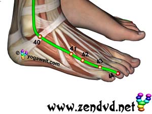 Gallenblase  Zen Shiatsu Meridian Experience Reloaded Gallenblase Zen Shiatsu Meridian Experience Reloaded