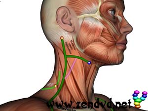 Leber Zen Shiatsu Meridian Experience Reloaded Leber Zen Shiatsu Meridian Experience Reloaded