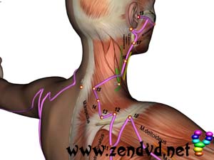 Dunndarm Zen Shiatsu Meridian Experience Reloaded Dunndarm  Zen Shiatsu Meridian Experience Reloaded