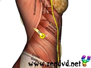 Milz Zen Shiatsu Meridian Experience Reloaded