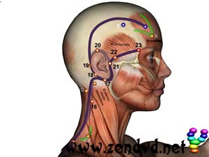 3-Erwärmer  Zen Shiatsu Meridian Experience Reloaded 3-Erwärmer Zen Shiatsu Meridian Experience Reloaded