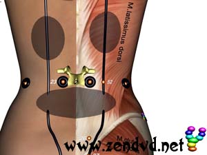 Kidney  Zen Shiatsu Meridian Experience Reloaded Kidney  Zen Shiatsu Meridian Experience Reloaded