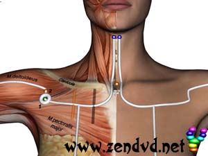 Lung  Zen Shiatsu Meridian Experience Reloaded Lung  Zen Shiatsu Meridian Experience Reloaded